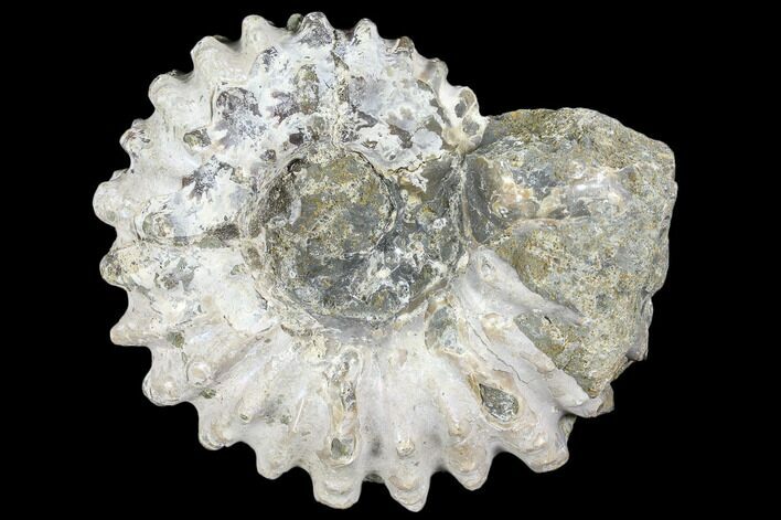 Bumpy Ammonite (Douvilleiceras) Fossil - Madagascar #103047